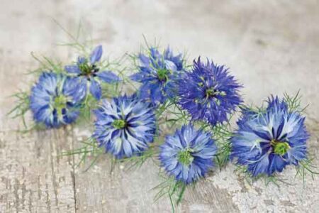 Love-in-a-Mist Lotion Recipe